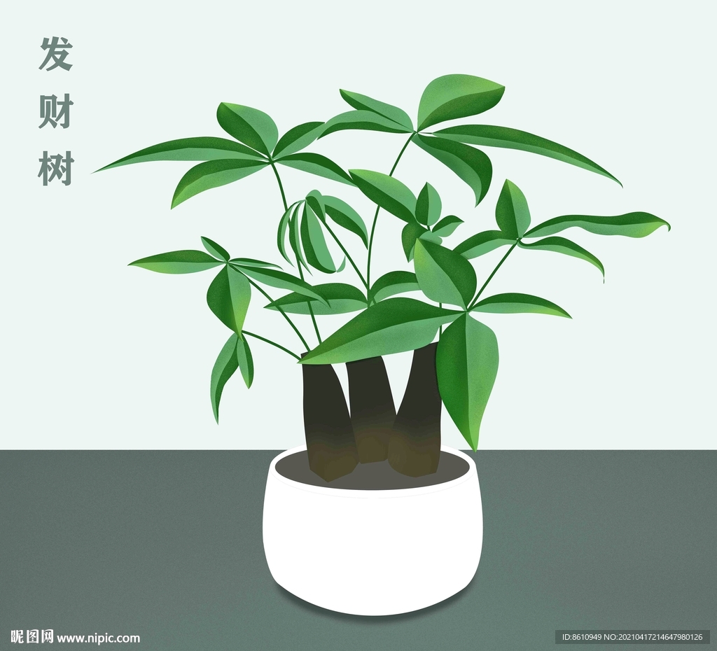 发财树