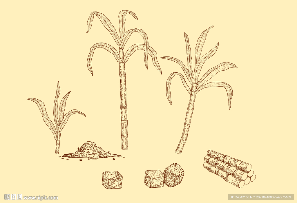 手绘甘蔗线描稿