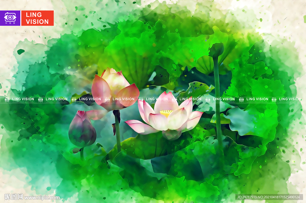 荷花