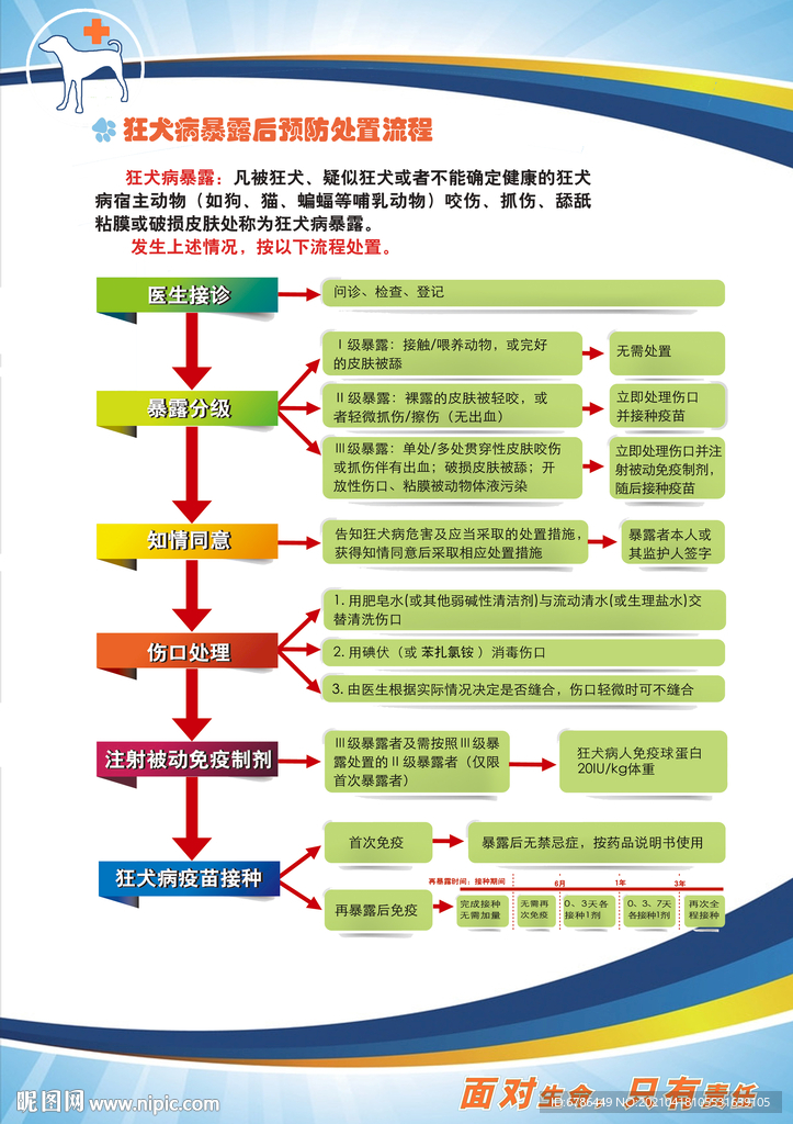 狂犬病暴露后预防处置流程