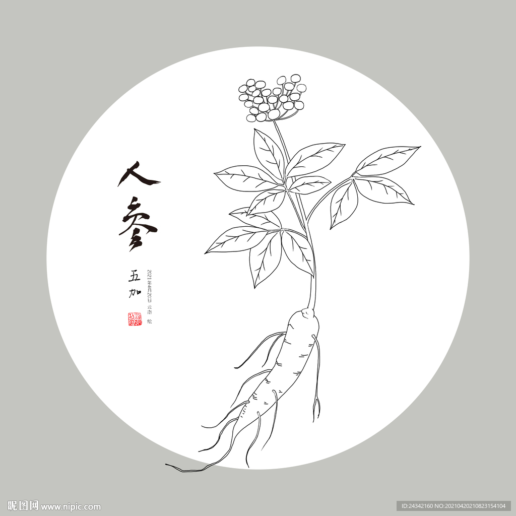 手绘人参
