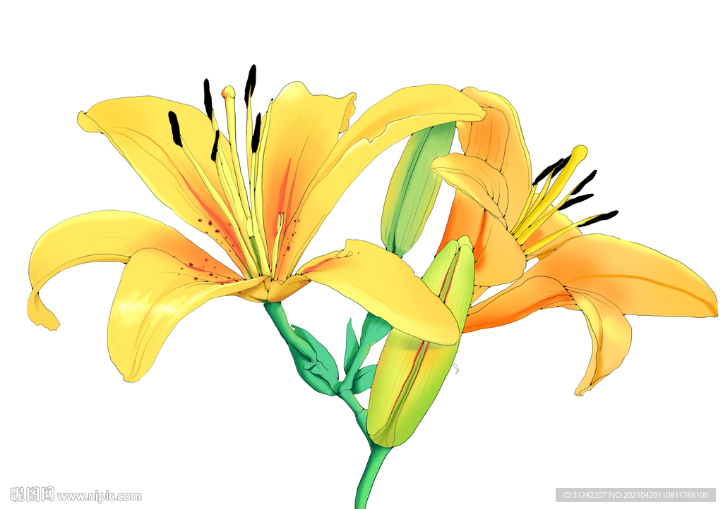 百合花手绘插画