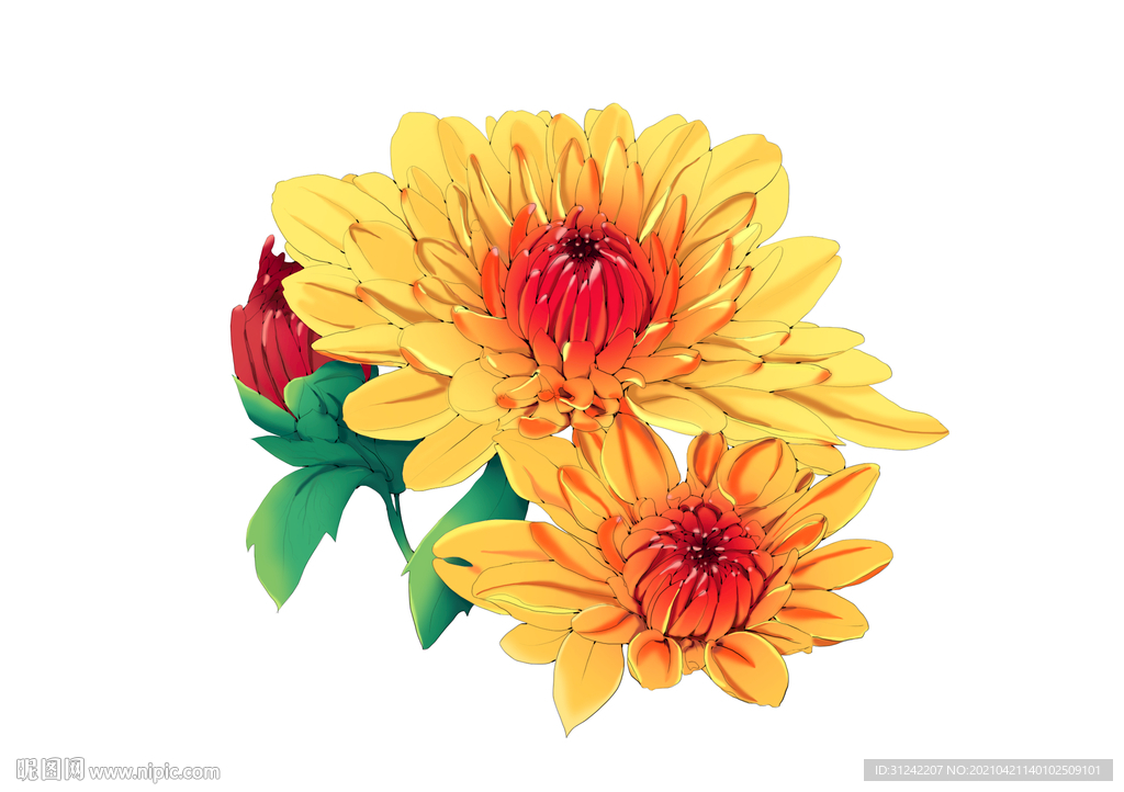 菊花手绘插画花卉