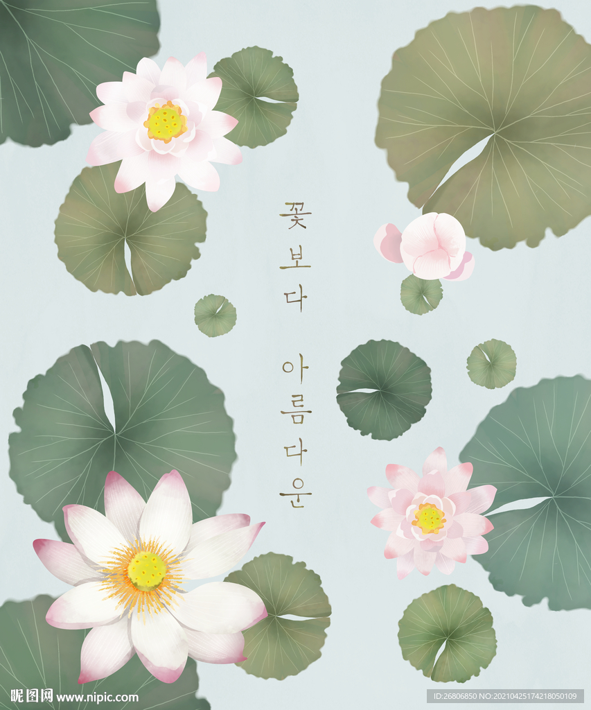 荷花