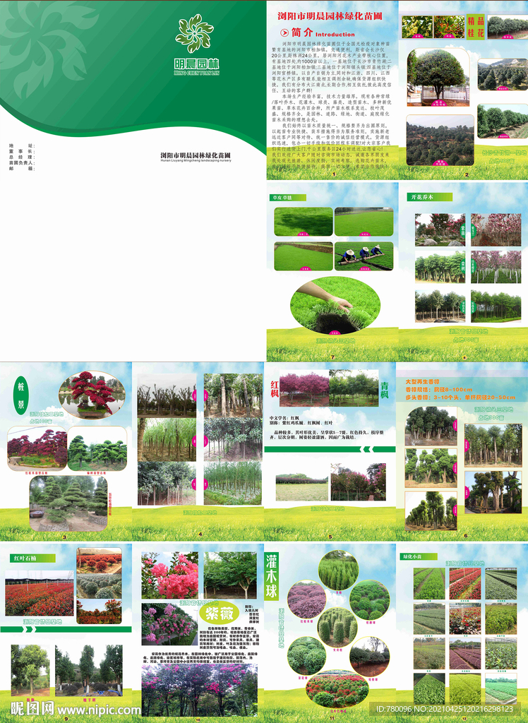 园林绿化苗木图册