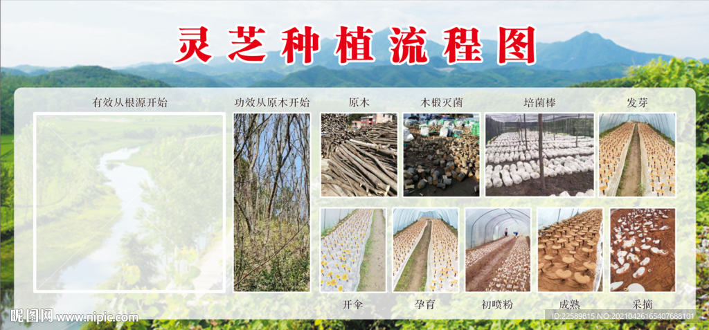 灵芝种植图