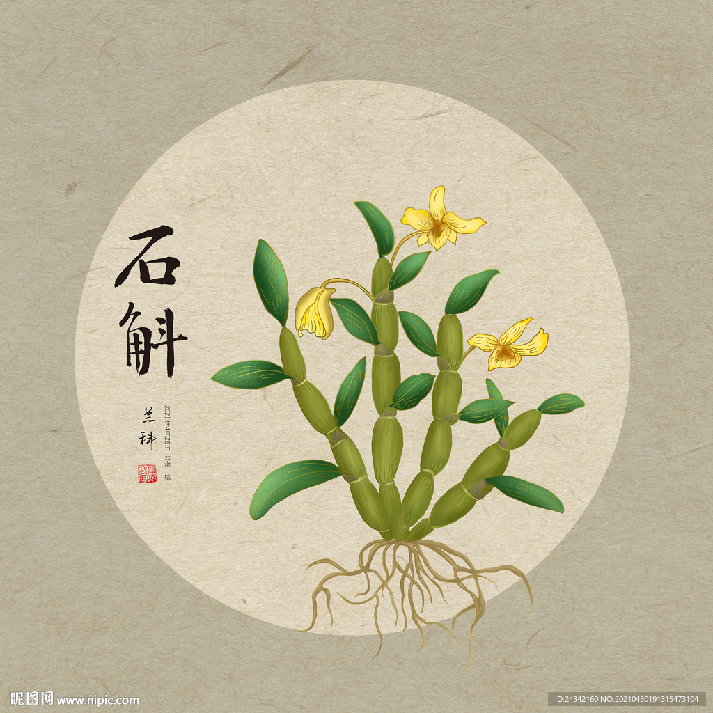 手绘石斛