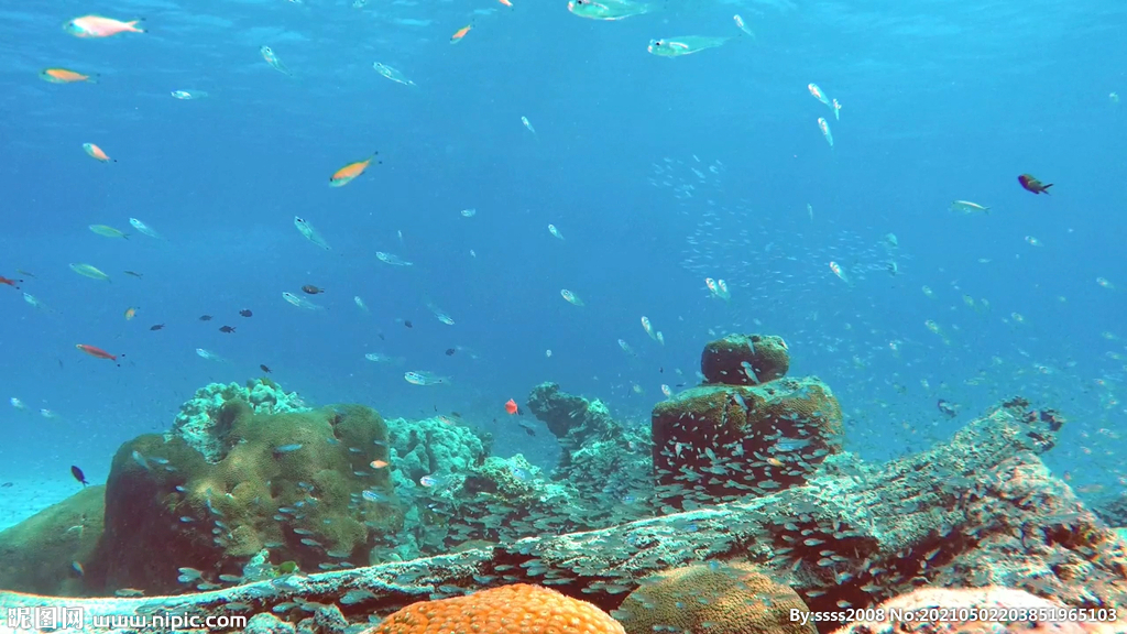 珊瑚礁石