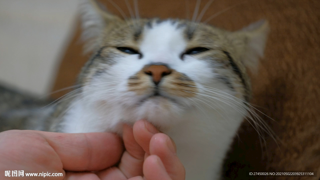 一直可爱的猫