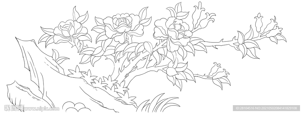 牡丹花