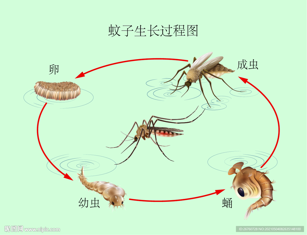 蚊子生长过程图