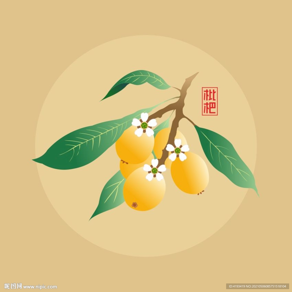 枇杷手绘素材