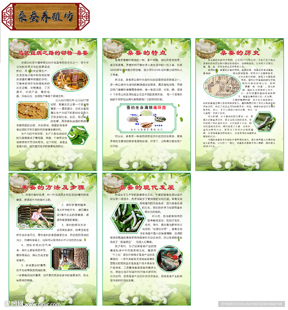 桑蚕养殖文化展板
