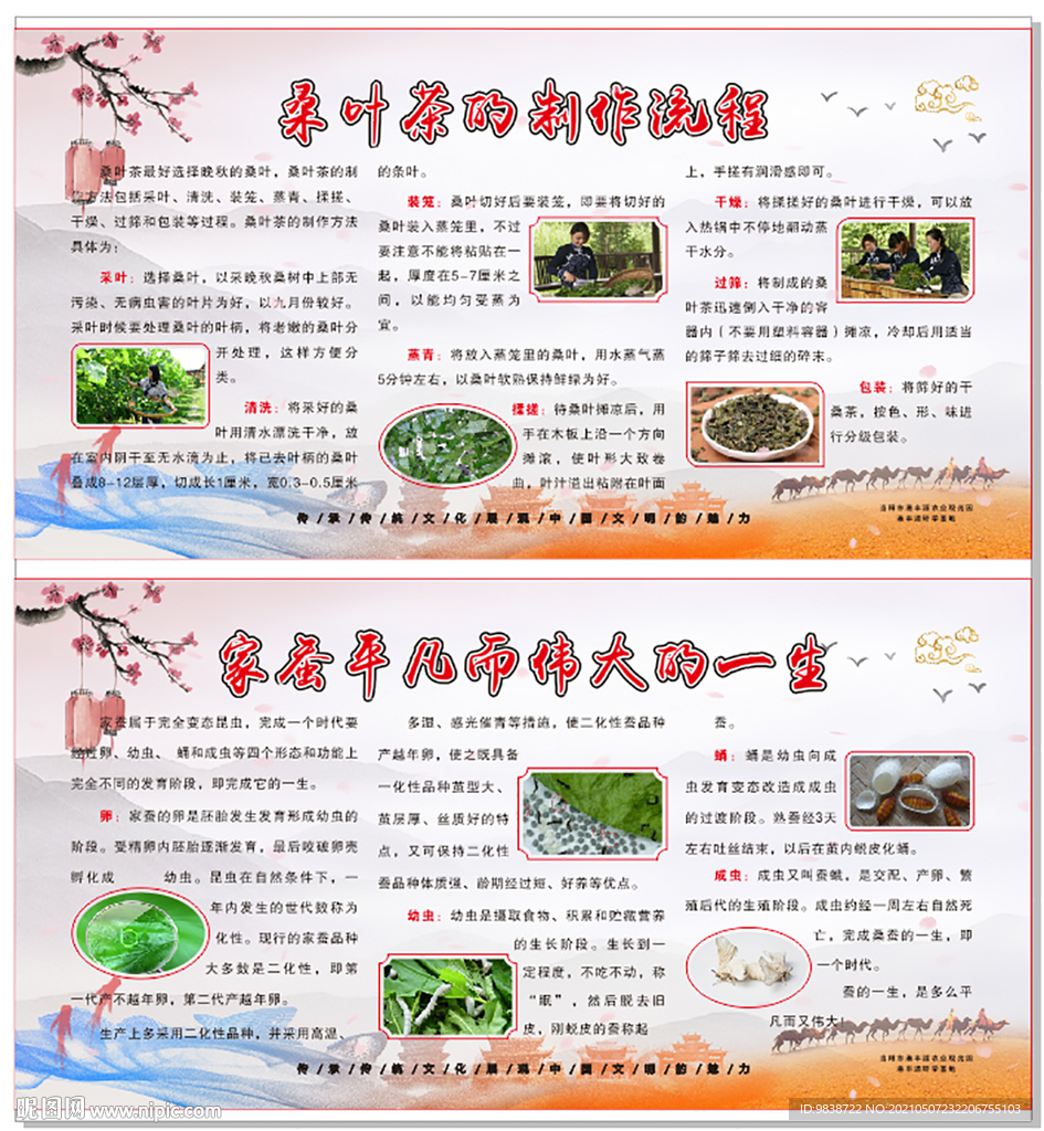 桑叶茶制作流程和家蚕发育周期