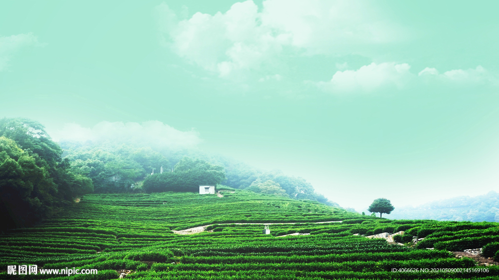 绿色茶山背景