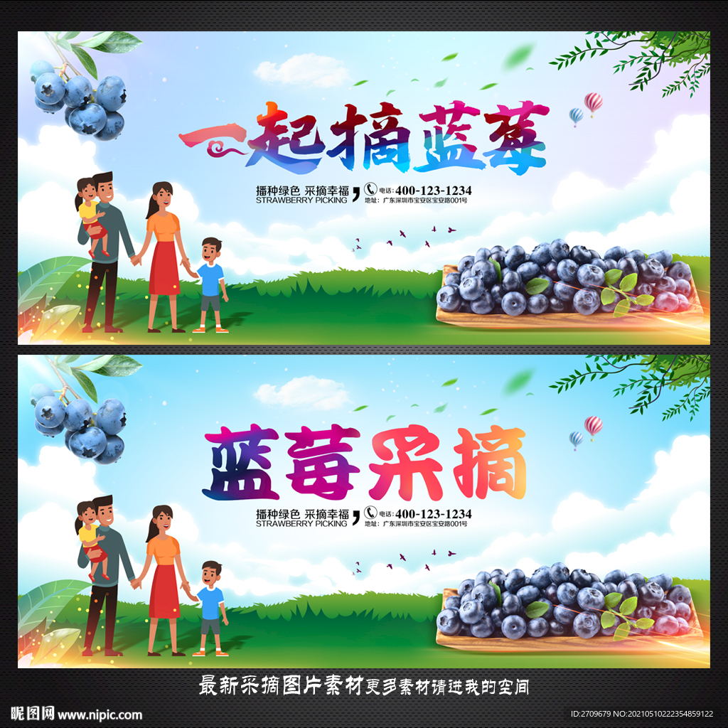 蓝莓采摘
