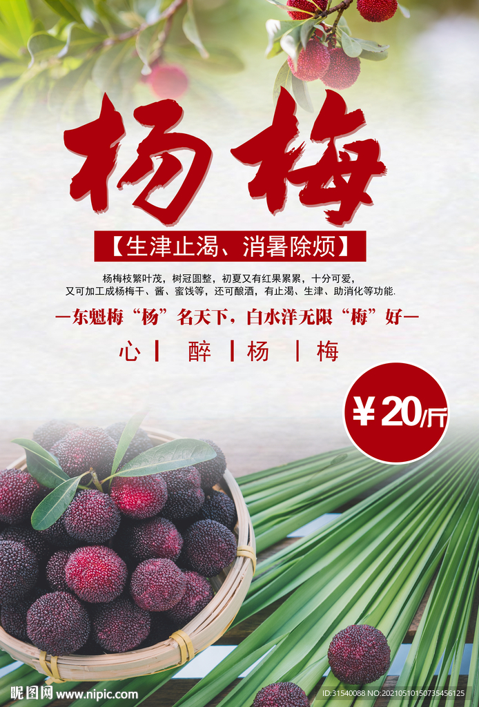 杨梅