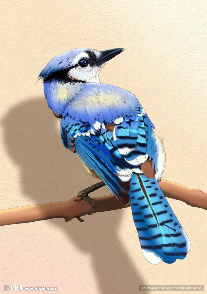 鸟类手绘插画