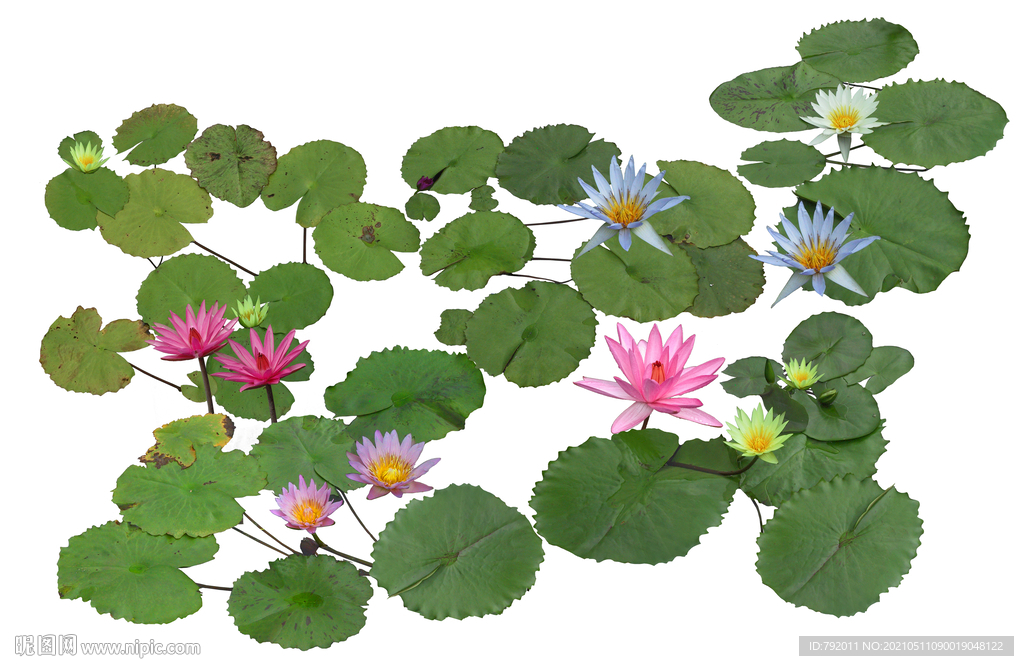 莲叶莲花荷花素材
