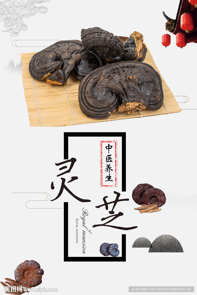 灵芝