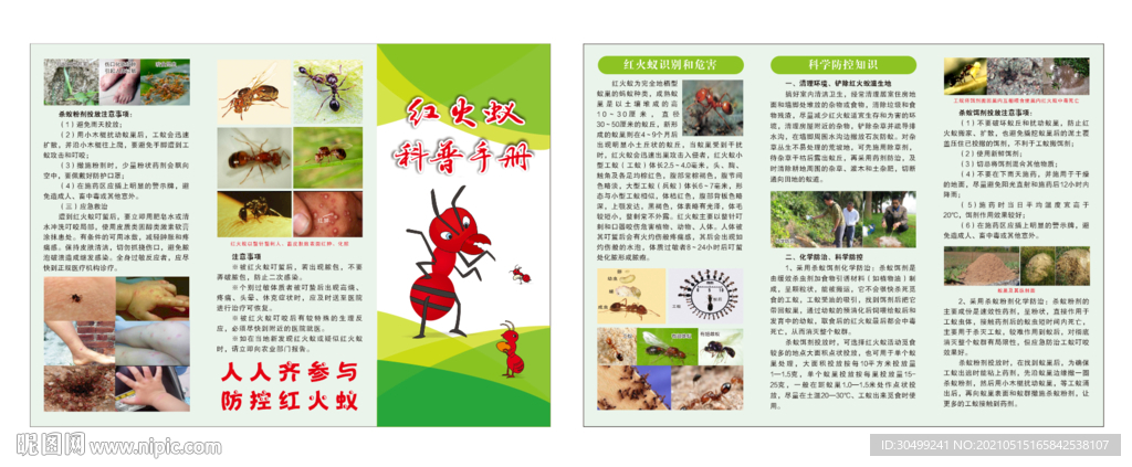 红火蚁