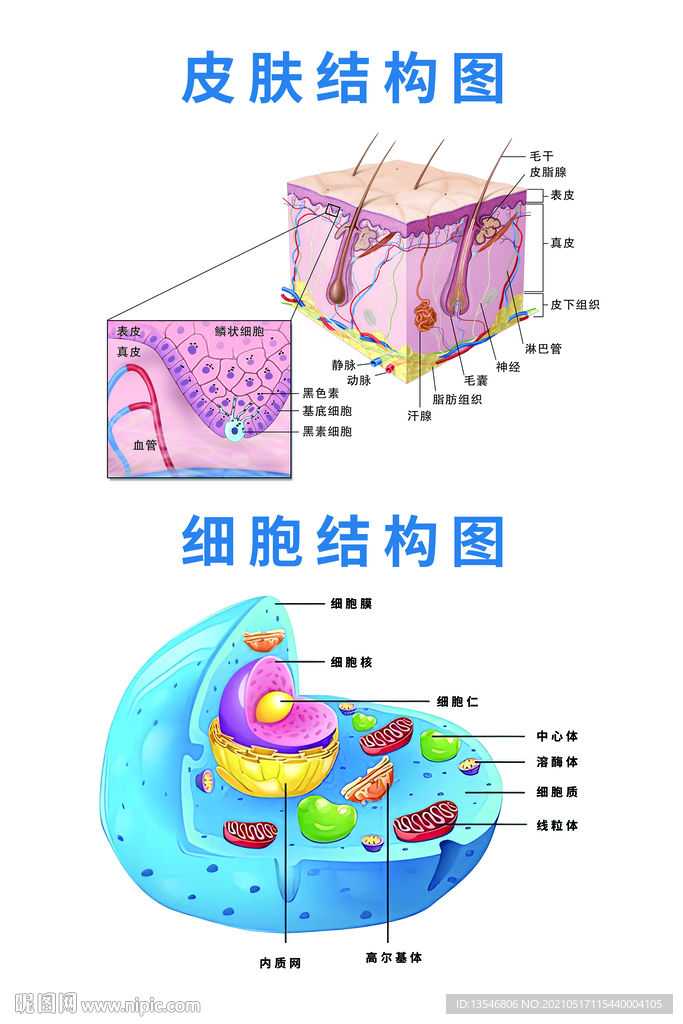 皮肤结构与细胞结构彩图