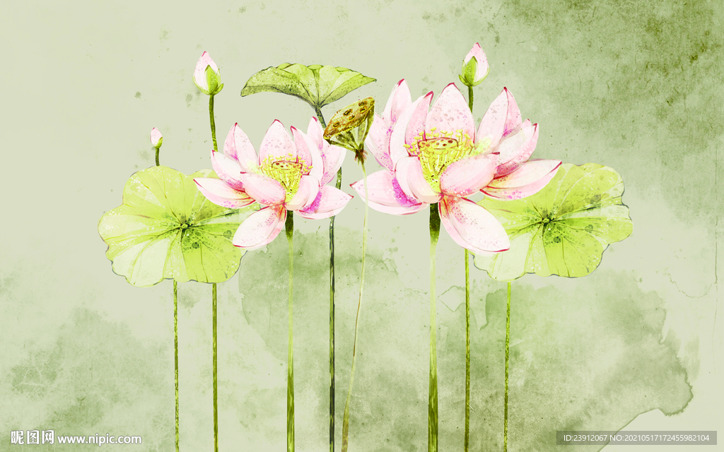 荷花