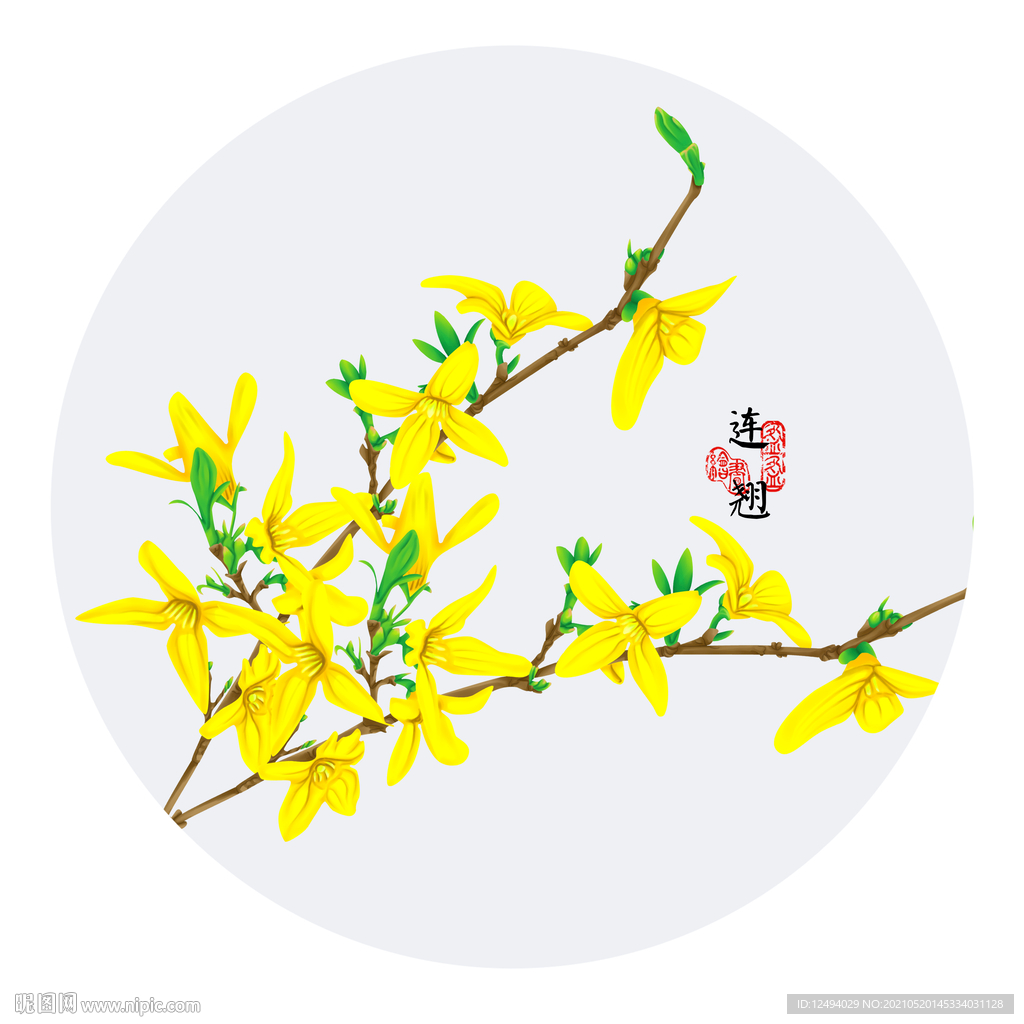 手绘连翘