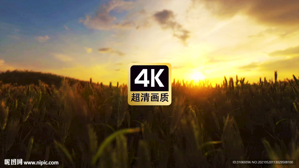 唯美风景夕阳下镜头掠过麦田