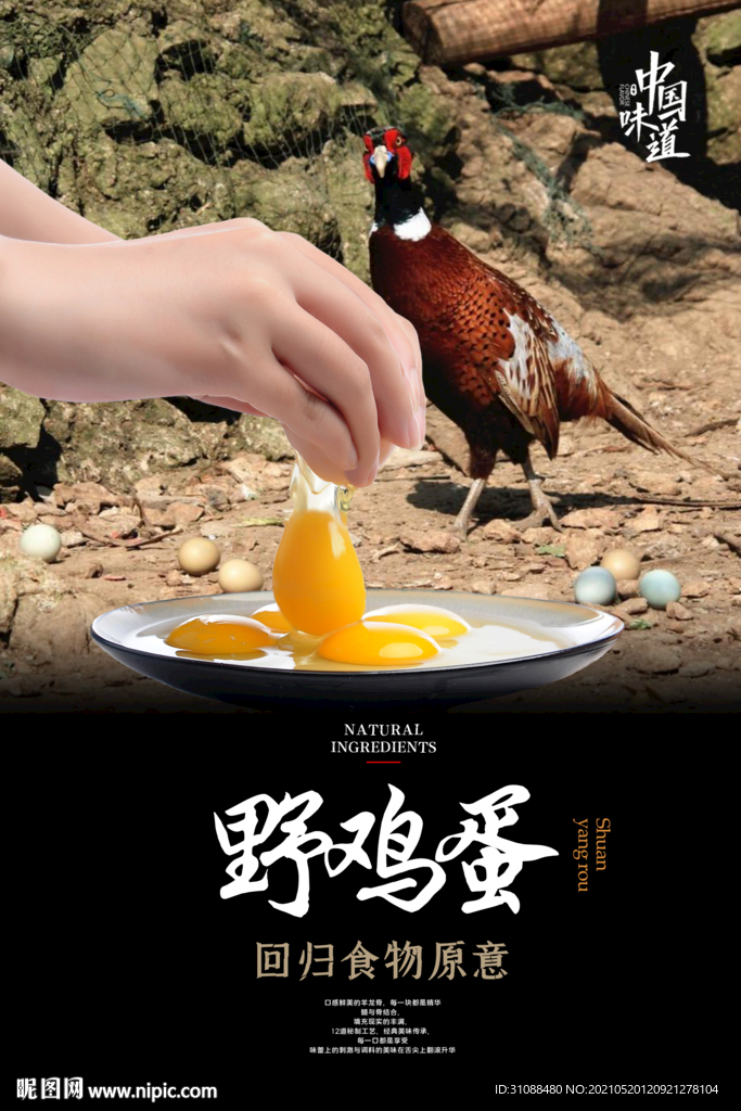 野鸡蛋海报