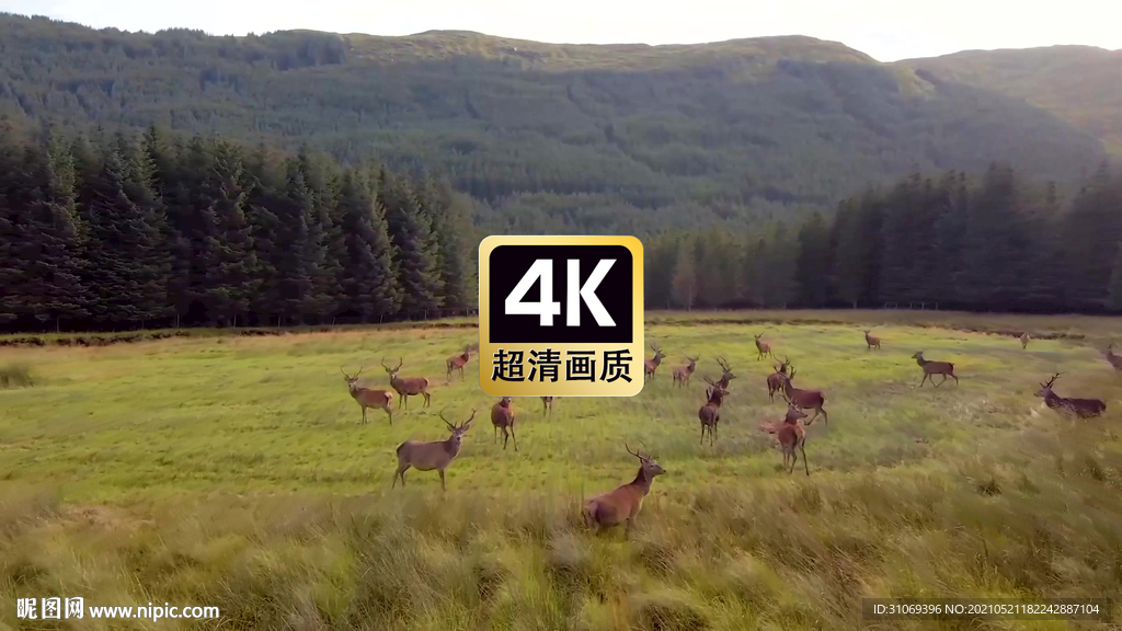 旅拍素材草原上成群的麋鹿