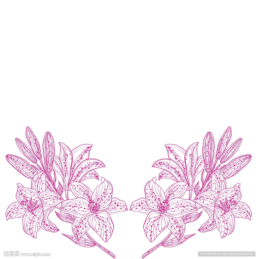 百合花矢量插画