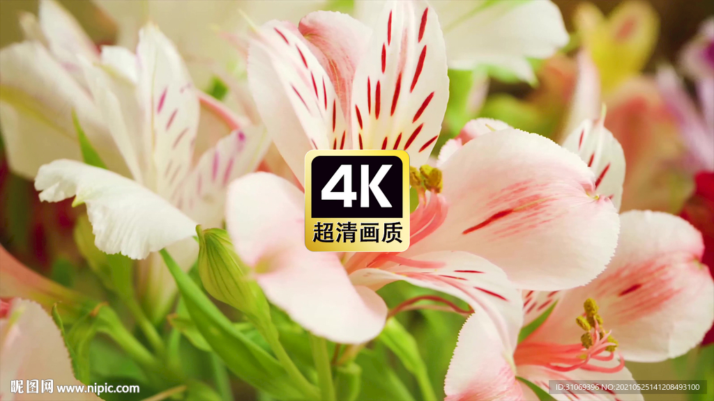 近焦花蕊特写镜头