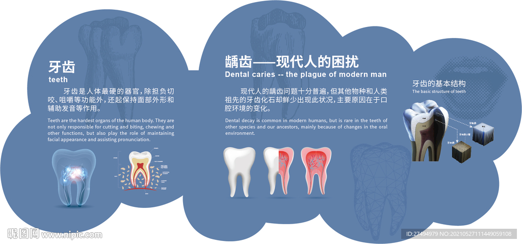 牙齿图文