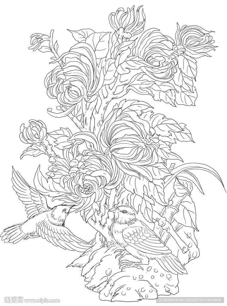 菊花