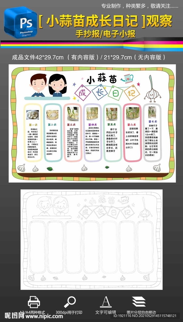 大蒜成长日记小报植物生长手抄报