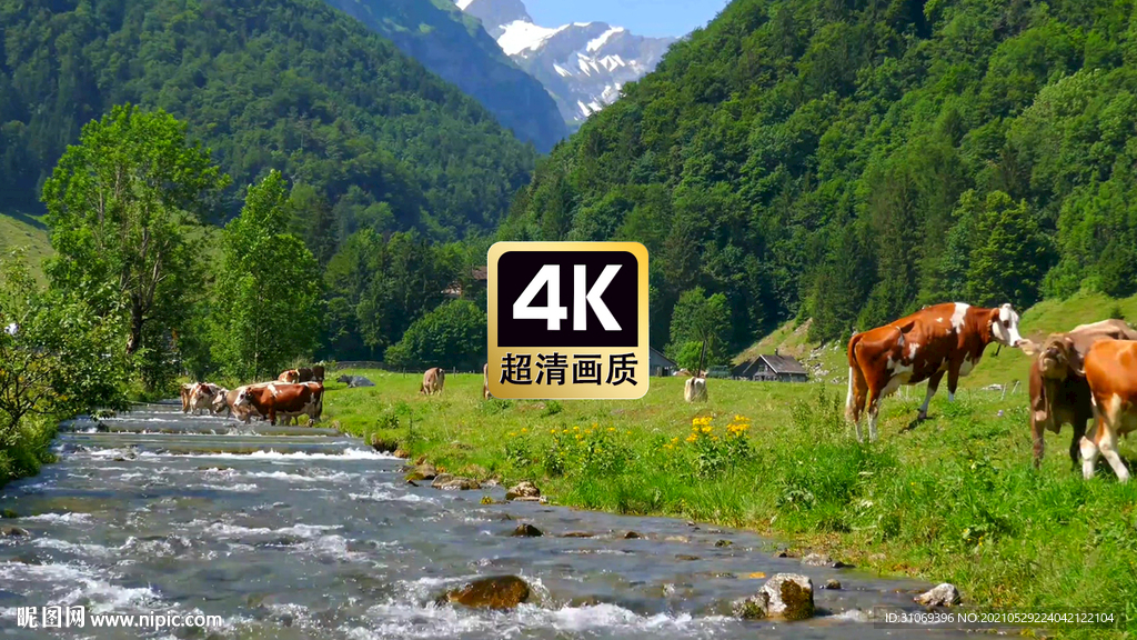 风景素材山间河边吃草的牛群