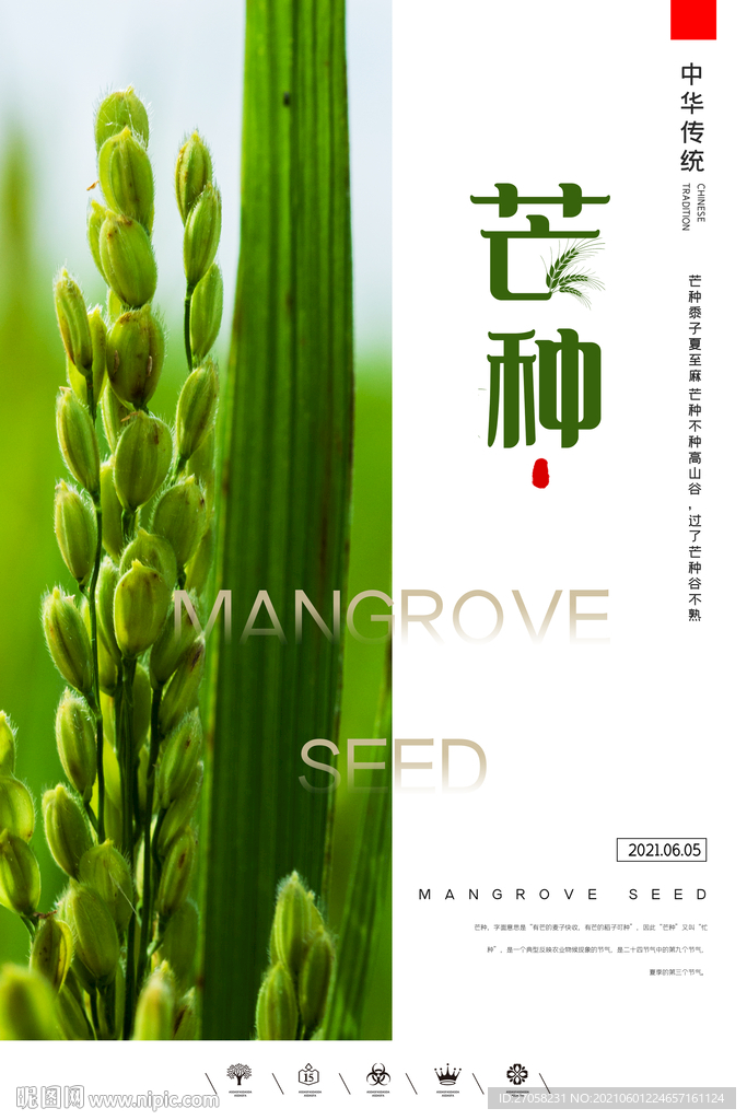 芒种