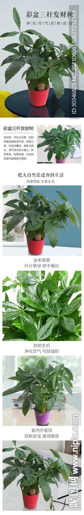 彩盆三杆发财树详情
