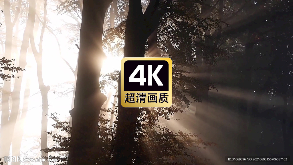 短视频素材夕阳穿过薄雾树林