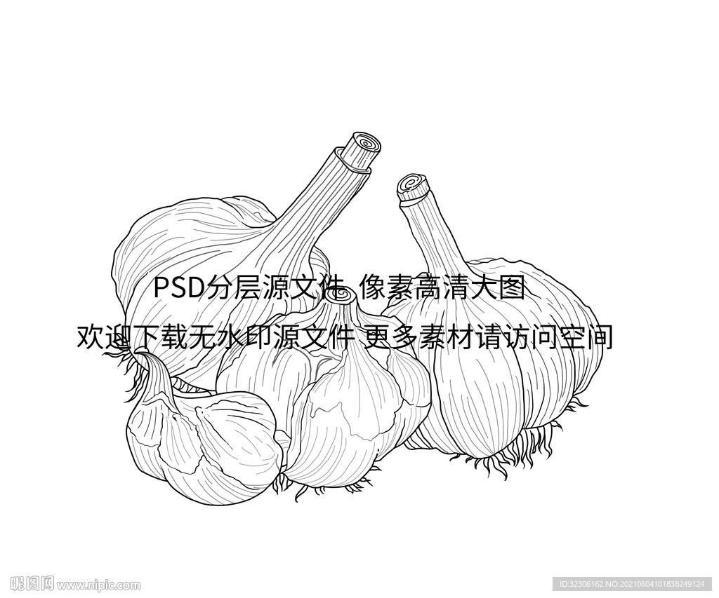 大蒜插画