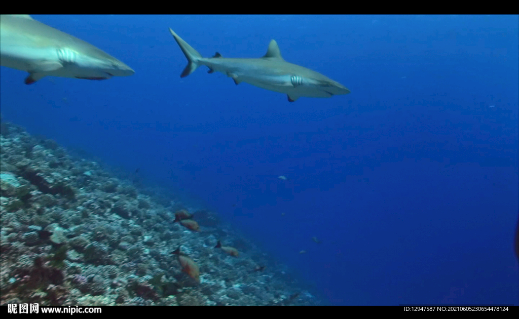 唯美高清海底鲨鱼视频