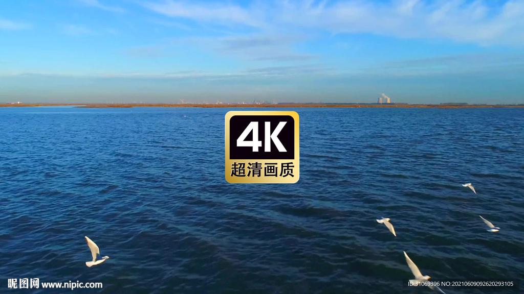 短视频素材海上觅食的海鸥