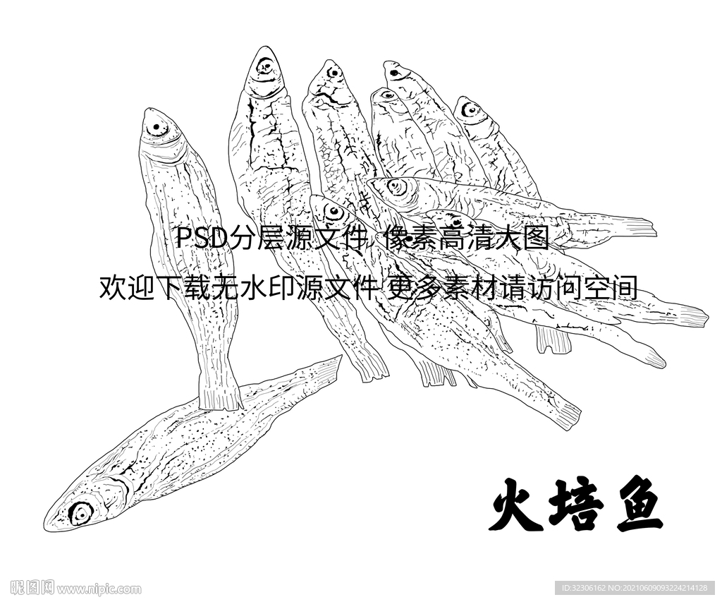 火培鱼插画