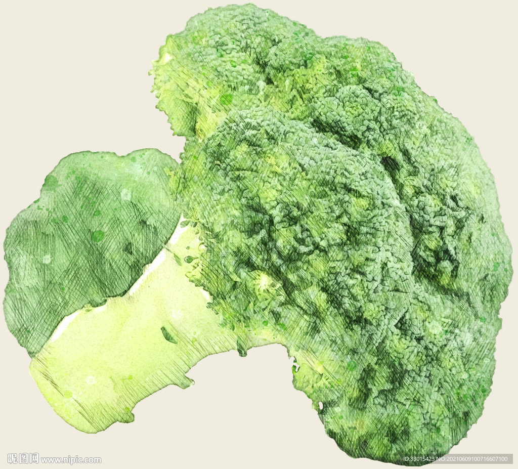 西蓝花手绘插画效果