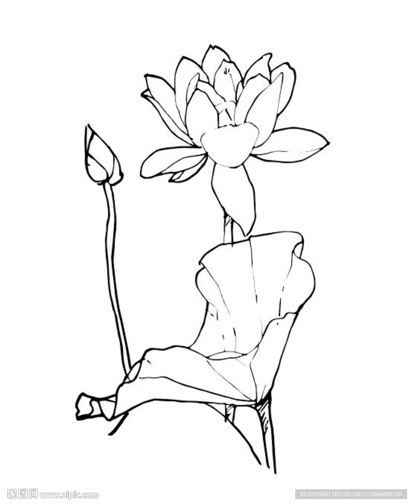 荷花