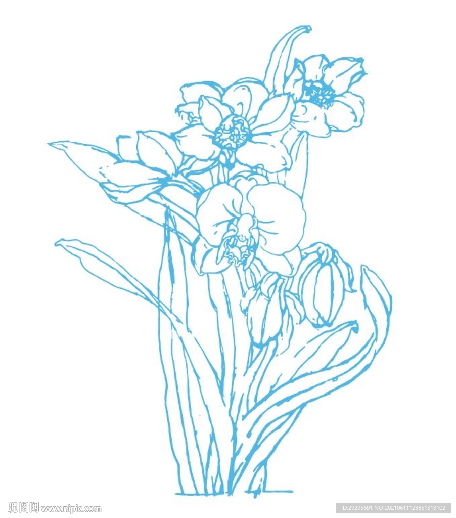 兰花