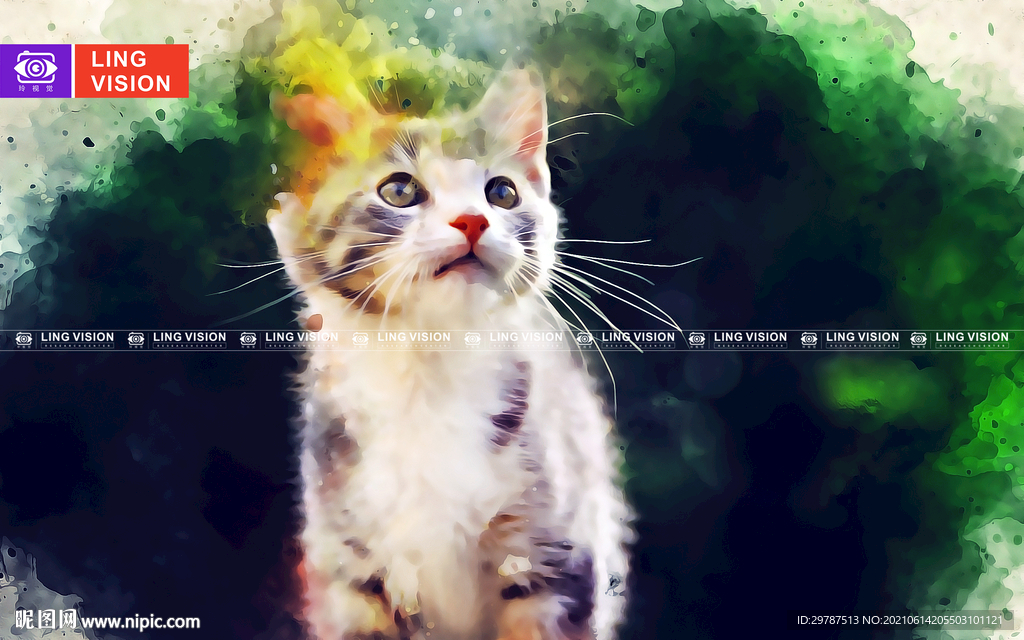 猫咪