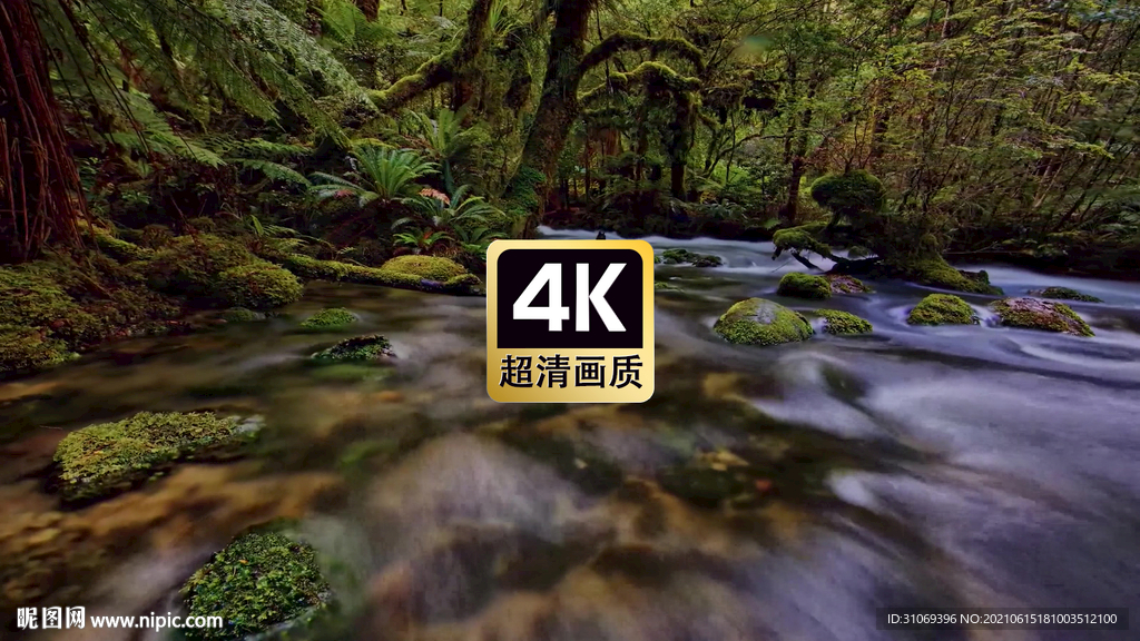 短视频素材唯美近焦森林溪流