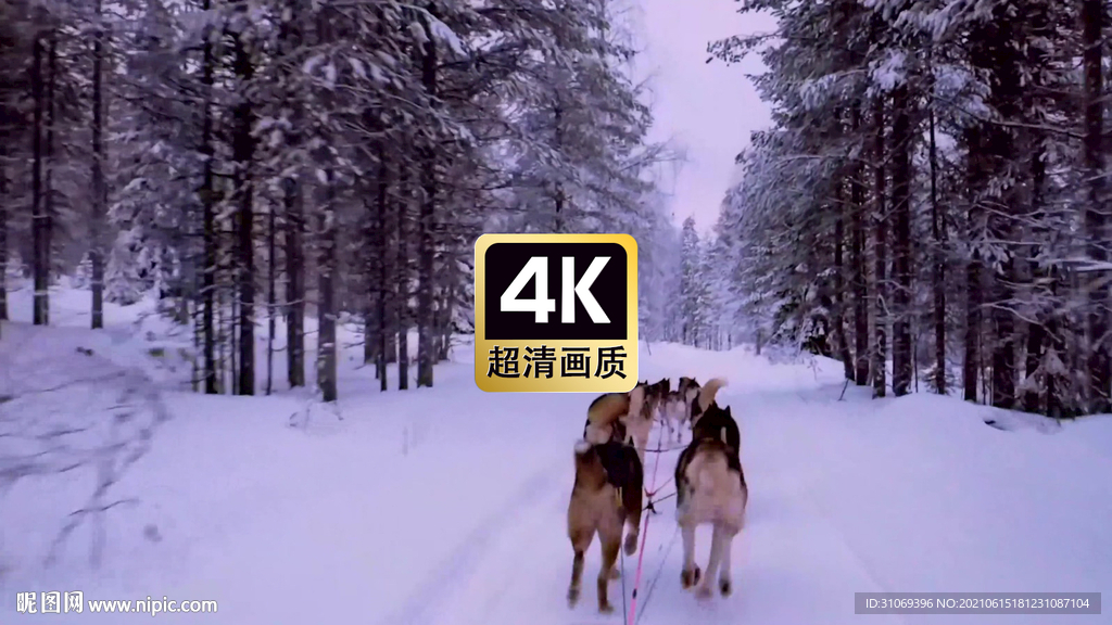 短视频素材雪橇犬拉雪橇
